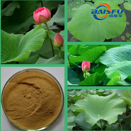 Baisfu plant extract Yellowish-green powder 98% Best Quality Of Nuciferine Lotus Leaf P.E. for cosmetics and food