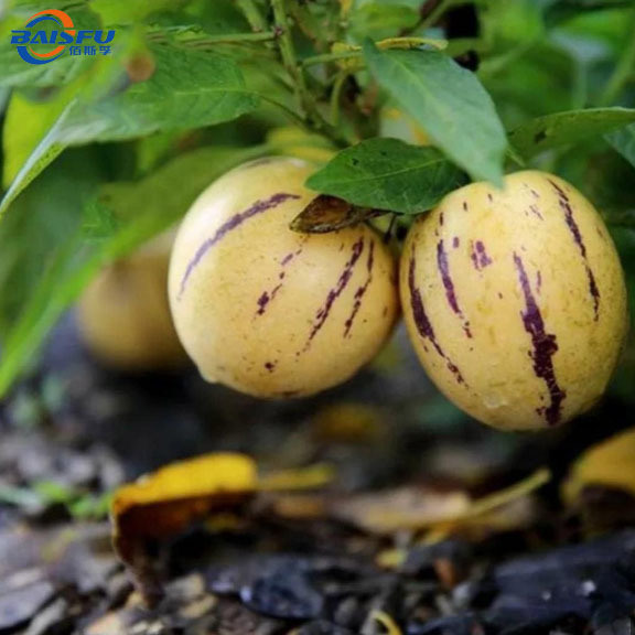 BAISFU Concentration 99% Ginseng fruit Flavor for Beverages and Snack